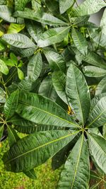 Full frame shot of leaves