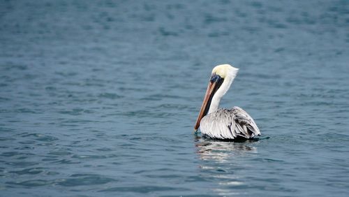 Pelican swimming in sea