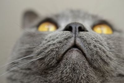 Close-up of cat