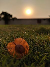 Surface level of dry grass on field against sky during sunset