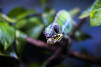 Close-up of chameleon on leaf