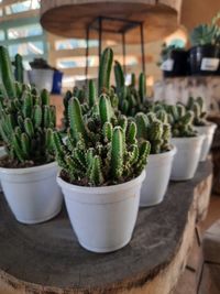 Close-up of succulent plants in pot