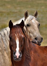 High angle view of horses