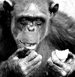 Portrait of mature man looking away in zoo