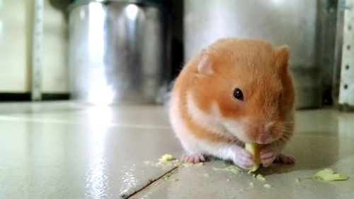 Close-up of an animal