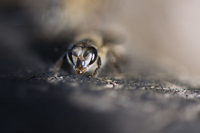 Close-up of bee