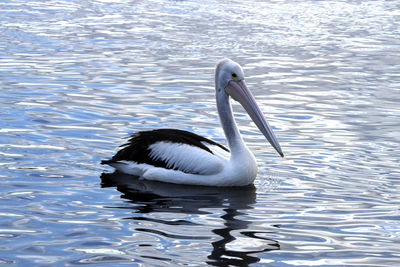 Duck swimming in lake