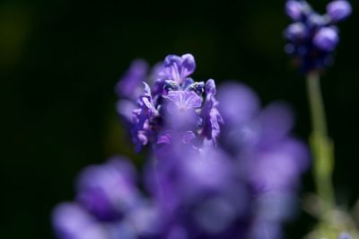 Close-up of purple flowers blooming outdoors