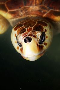 Close-up of turtle swimming in pond