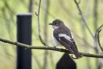 Close-up of bird perching on branch