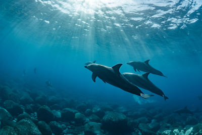 Indian bottlenose dolphin