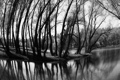 Reflection of trees in river