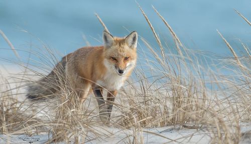 Fox looking away while walking on field