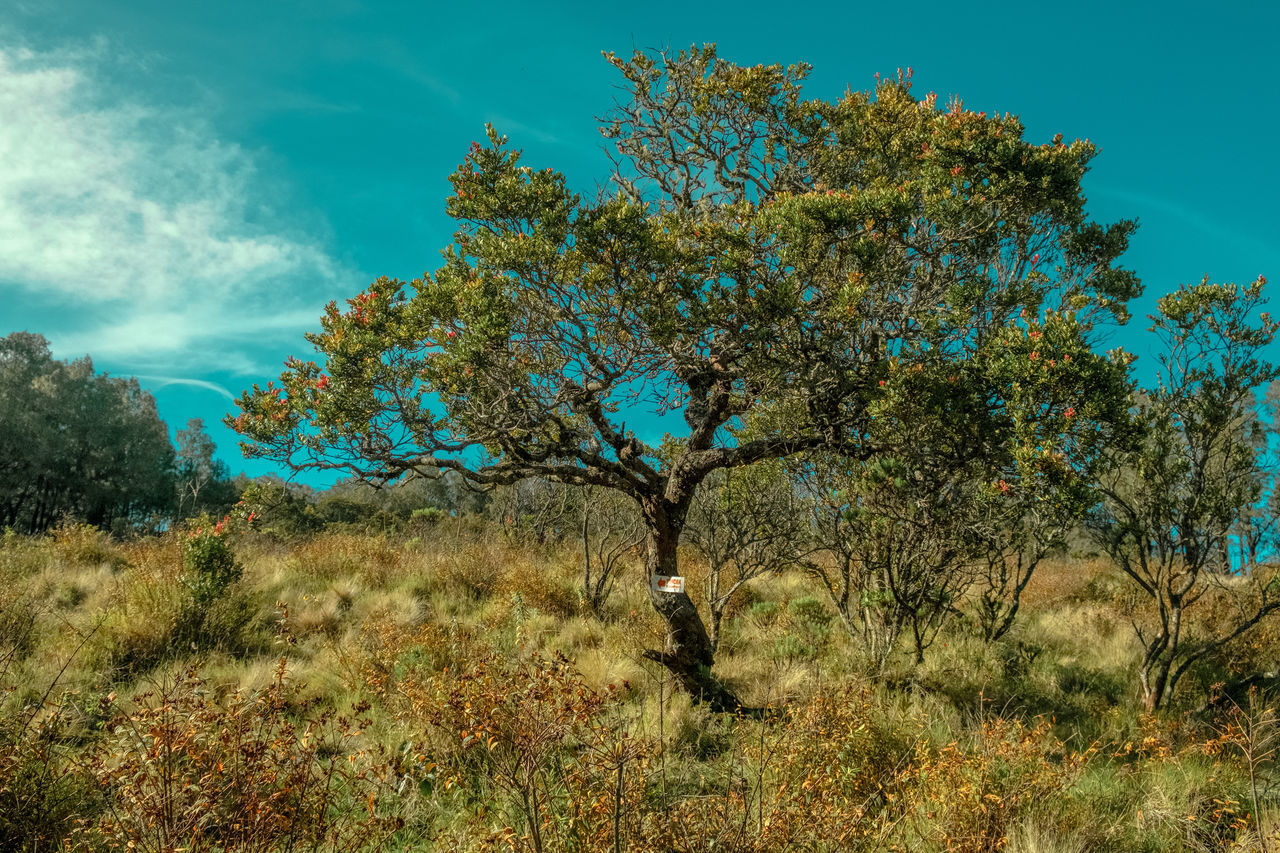 TREES GROWING IN FIELD AGAINST SKY