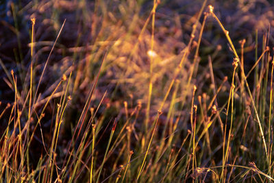 Close-up of plants on field