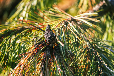 Close-up of insect on pine tree