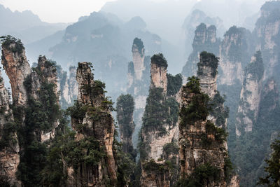 Panoramic view of trees and rocks