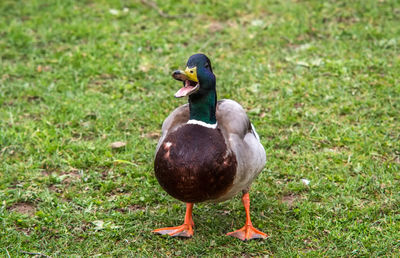 Mallard duck quacking on grassy field