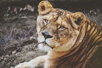 Close-up of a cat in zoo