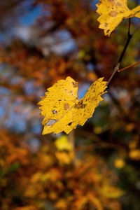 Close-up of yellow maple leaves against blurred background