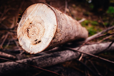 Close-up of log in forest