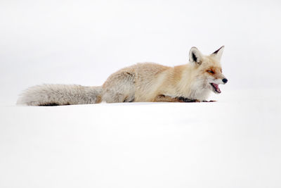 Cat lying on white background