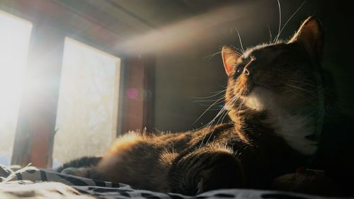 Close-up of cat relaxing