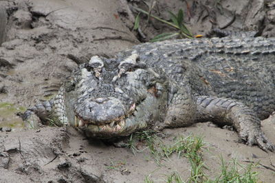 Close-up of an animal