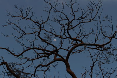 Low angle view of eagle on bare tree against sky