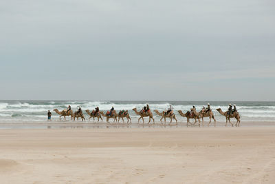 Horses running on beach against clear sky