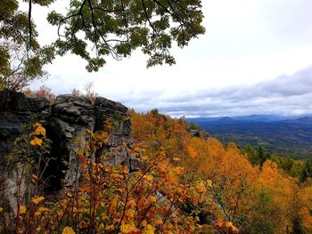 Scenic view of forest against sky during autumn