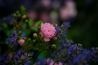 Close-up of pink flowering plant