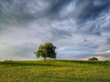 Trees on field against sky