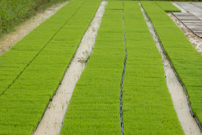 High angle view of grassy field