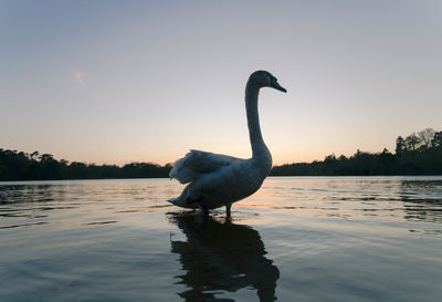 Swan on lake against sky during sunset