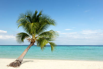 Scenic view of coconut palmsea tree against sky