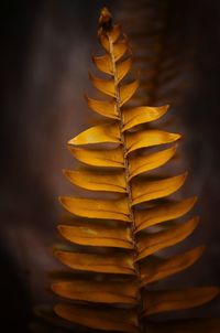 Close-up of yellow stack on table