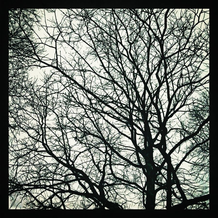 LOW ANGLE VIEW OF TREE IN FOREST