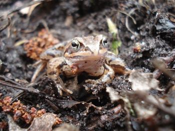 Close-up of frog on field