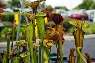 Close-up of flowers