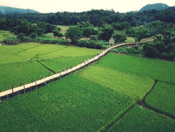 Scenic view of agricultural field