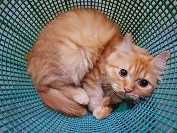 Portrait of kitten sitting at home