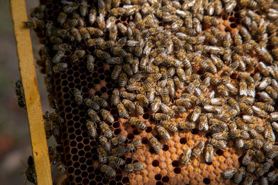 Close-up of bee on wood