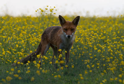 Portrait of fox on flower field