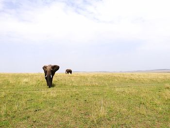 Full length of elephant on field