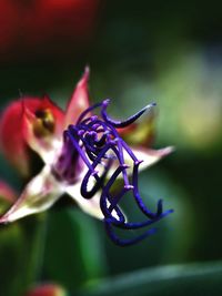 Close-up of plant against blurred background