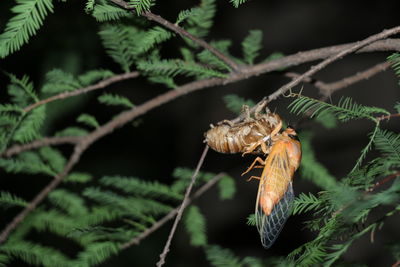 Close-up of insect on pine tree