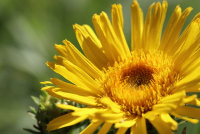 Close-up of yellow flowering plant