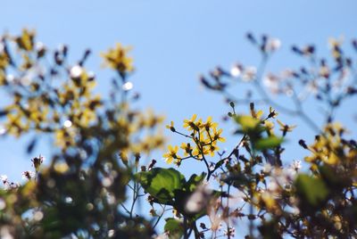 Low angle view of flowers blooming at garden