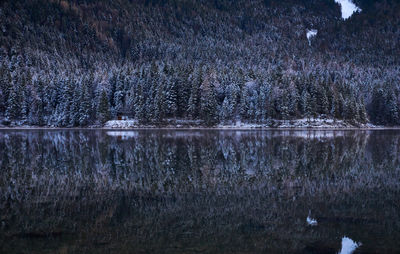 Scenic view of lake in forest